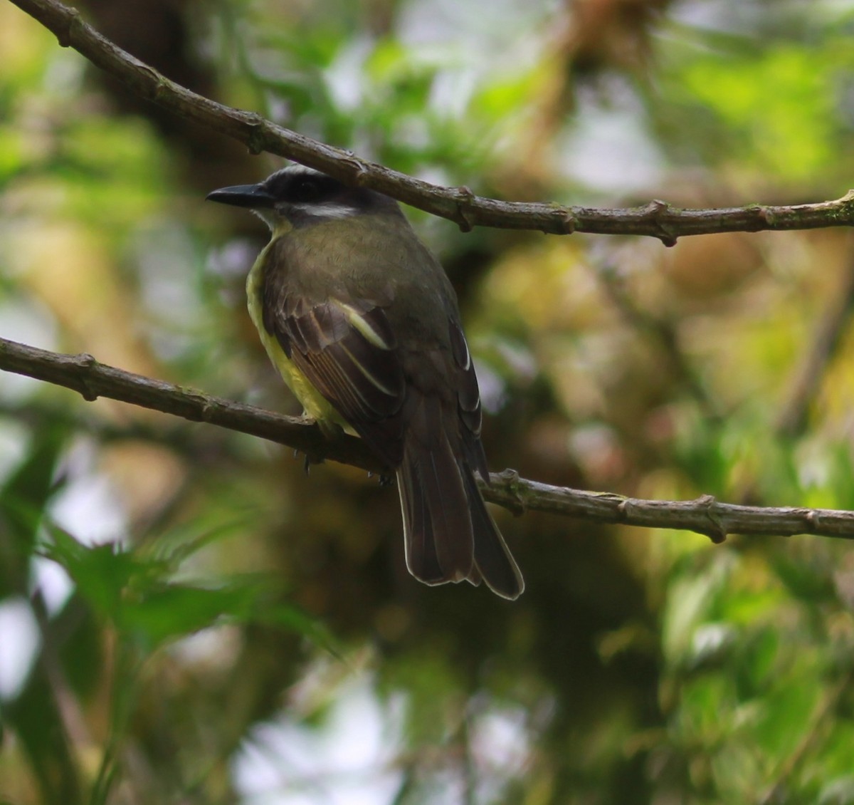 Golden-bellied Flycatcher - ML635117867