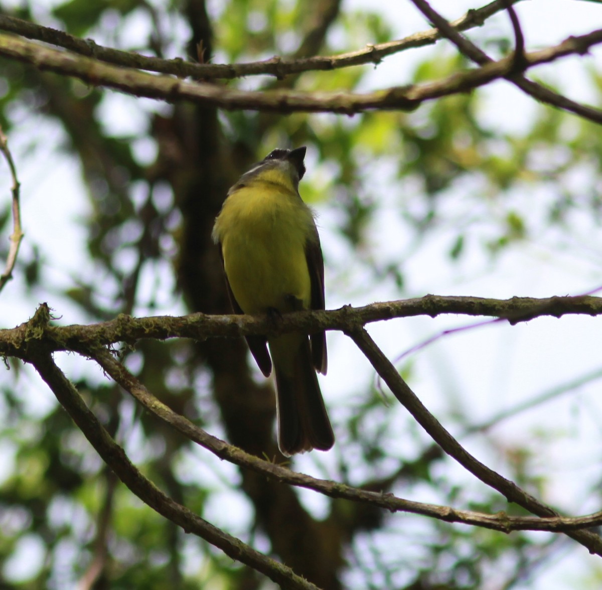 Golden-bellied Flycatcher - ML635117868