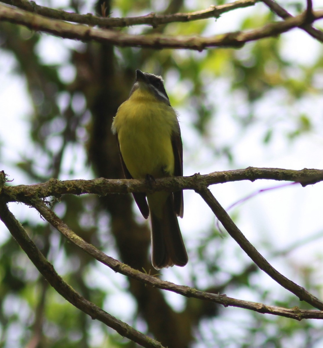 Golden-bellied Flycatcher - ML635117869