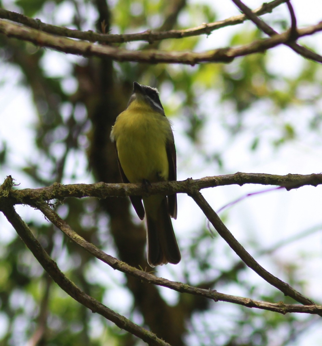Golden-bellied Flycatcher - ML635117870