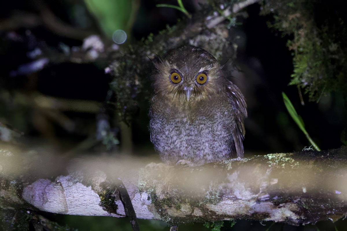 Long-whiskered Owlet - ML635117895