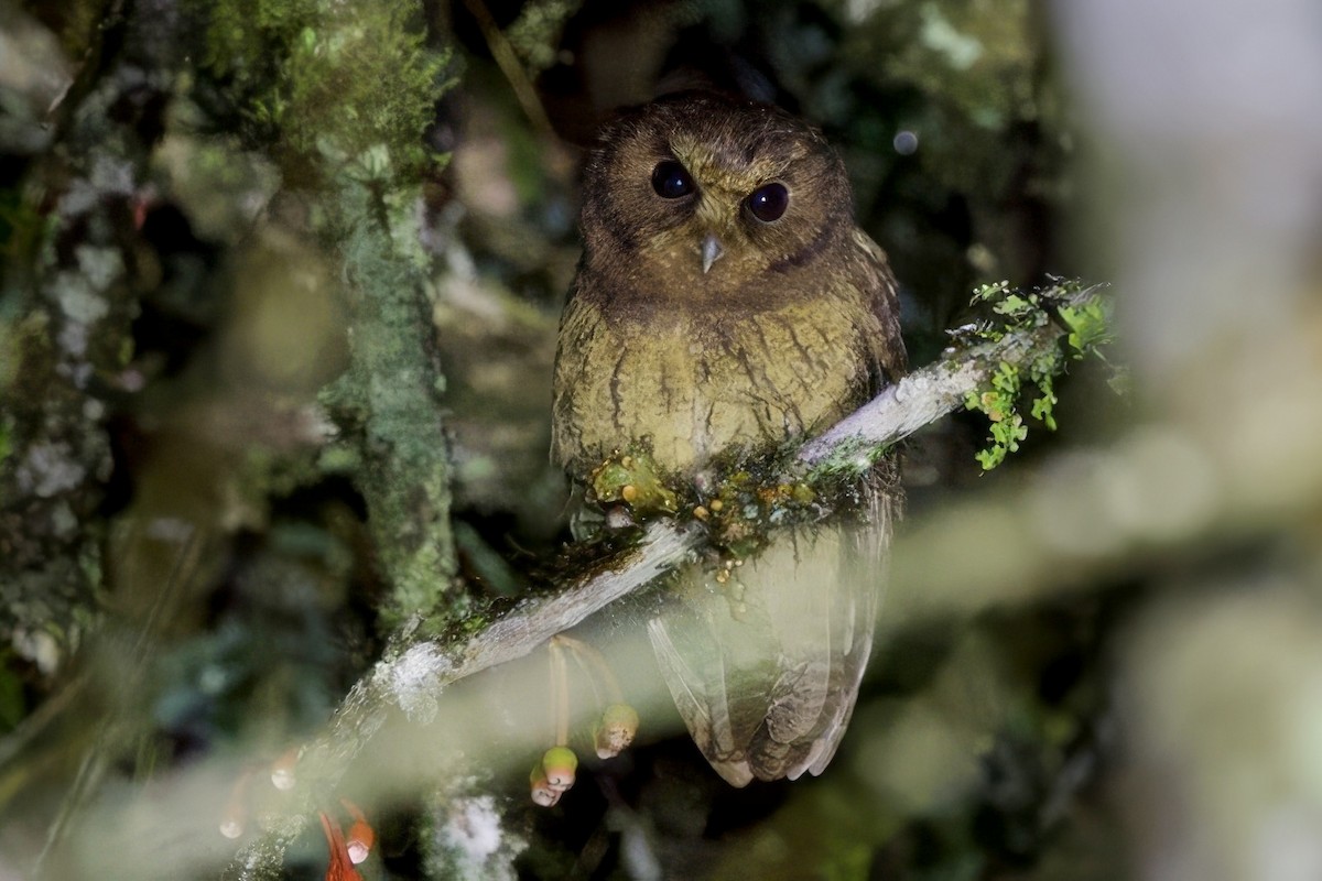 Cinnamon Screech-Owl - ML635117996