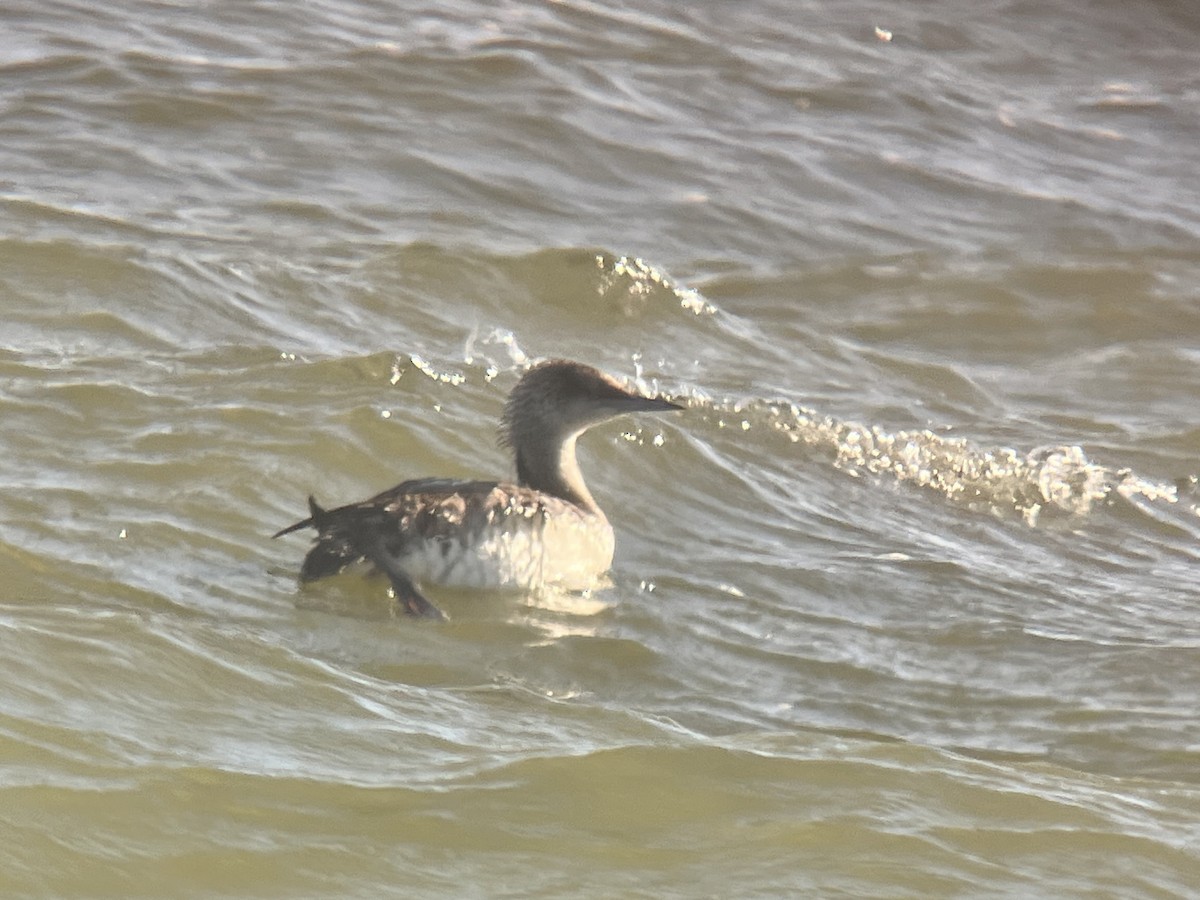 צוללן פסיפי - ML635118047