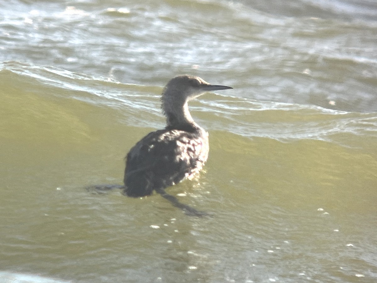 צוללן פסיפי - ML635118048