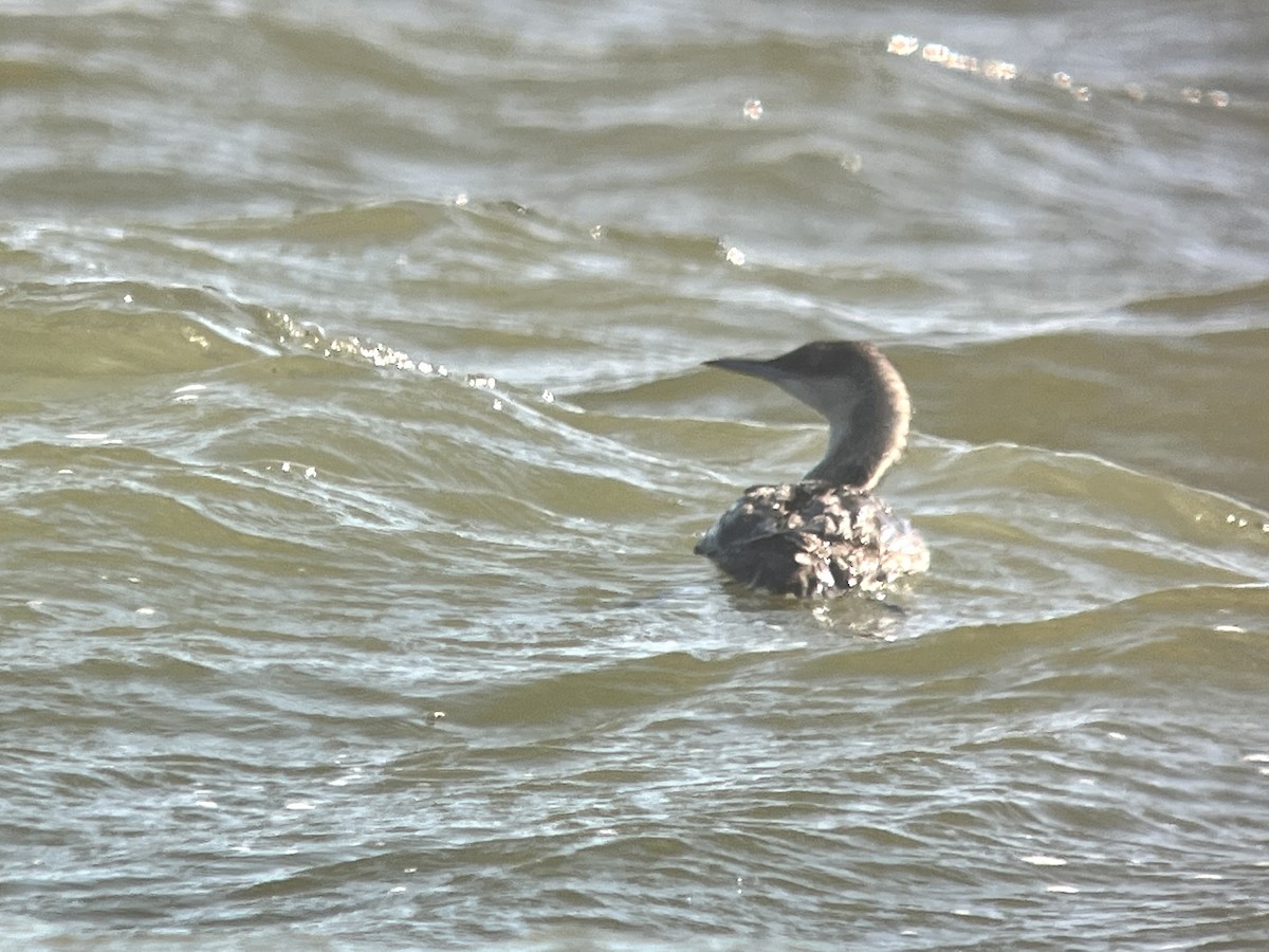 צוללן פסיפי - ML635118049