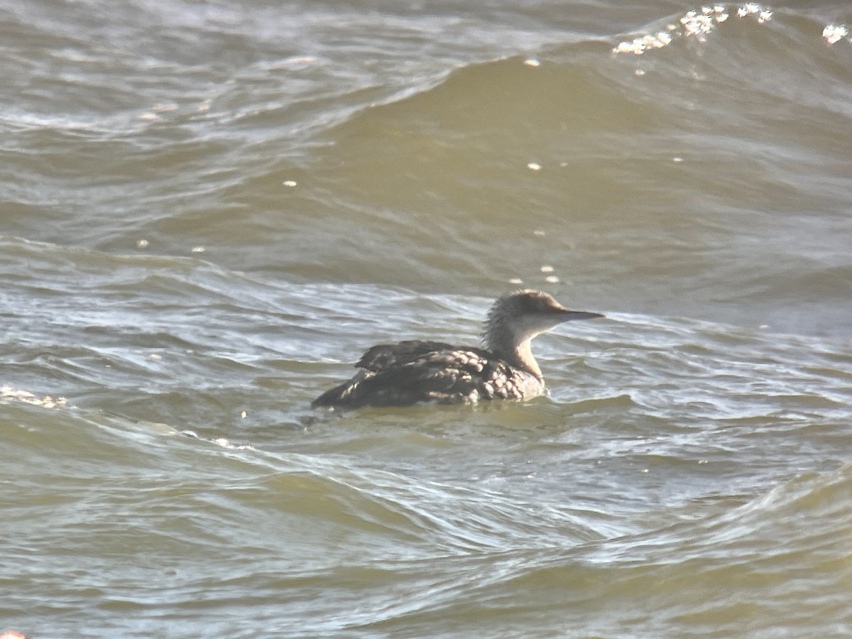 צוללן פסיפי - ML635118050