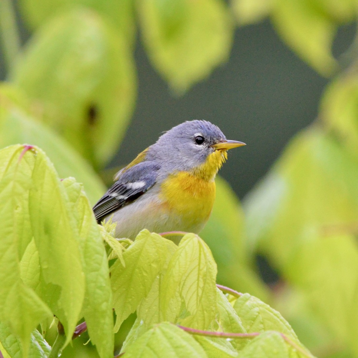 stryparula - ML635118121