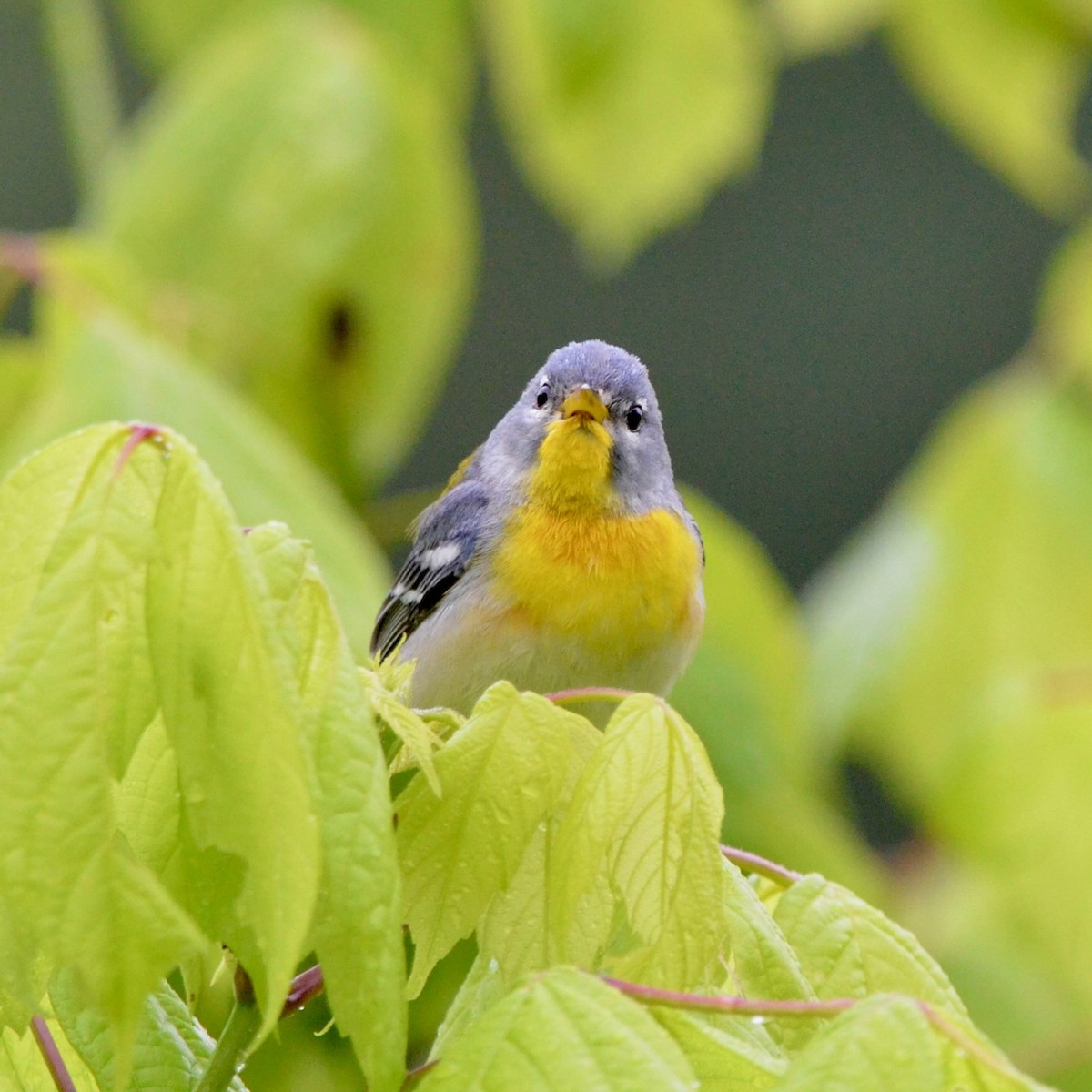 stryparula - ML635118129