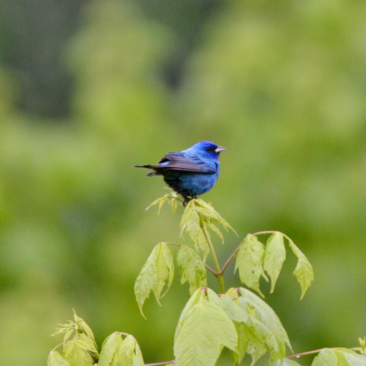 indigospurv - ML635118140