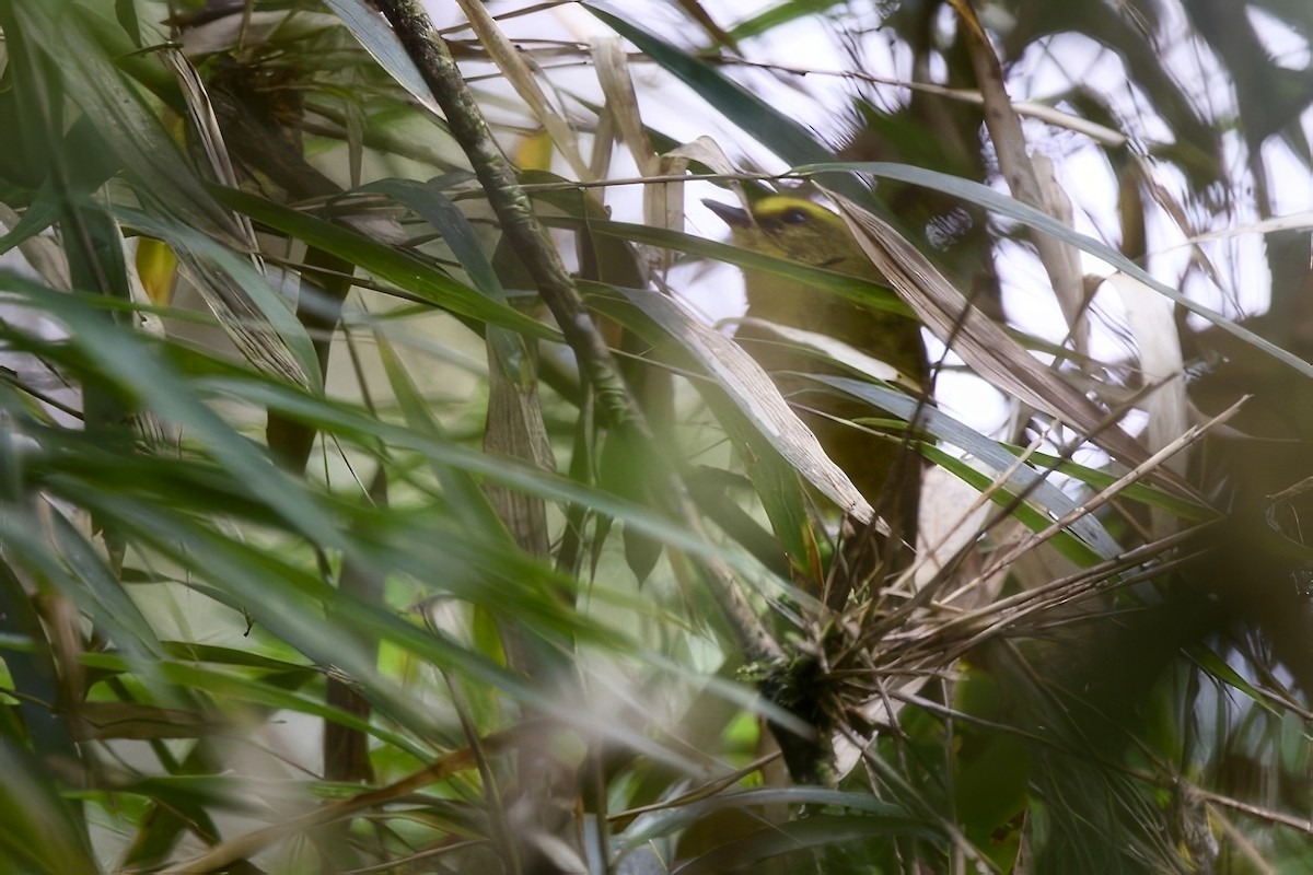 Citrine Warbler - ML635118172
