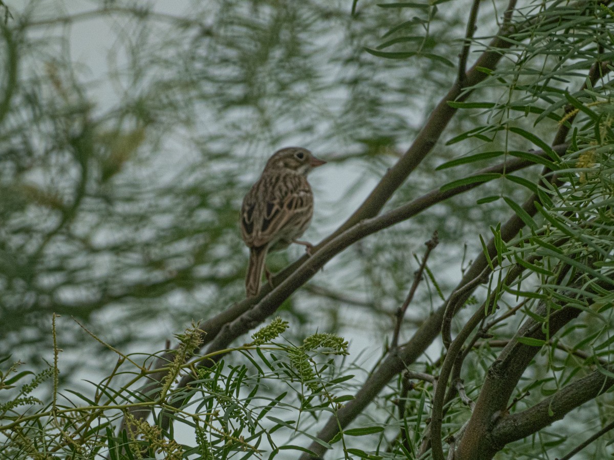 Vesper Sparrow - ML635118521