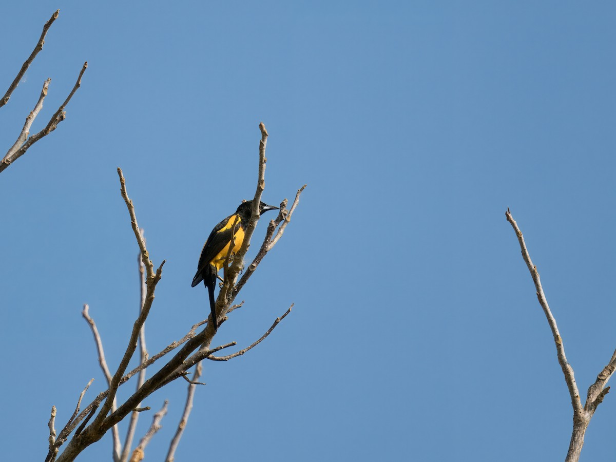 Black-vented Oriole - ML635118535