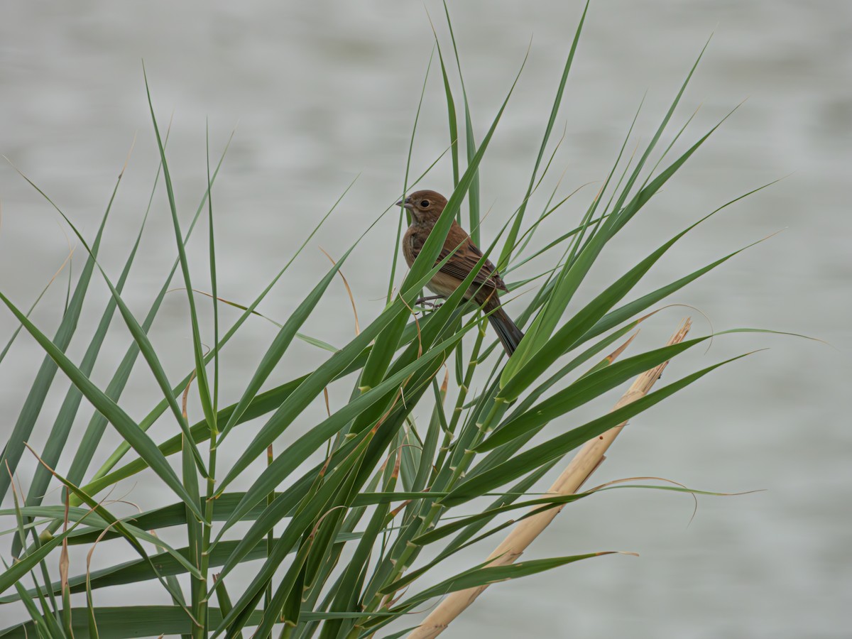 Indigo Bunting - ML635118537