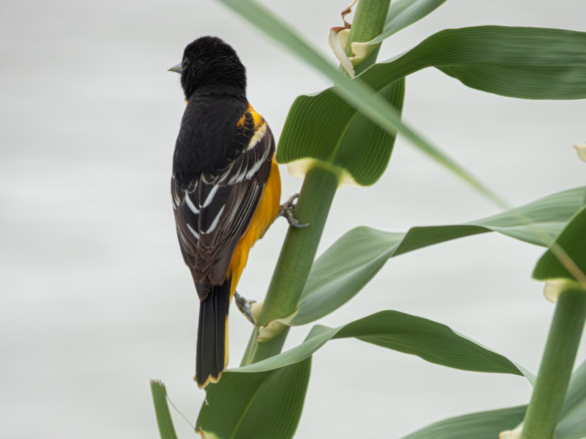 Baltimore Oriole - ML635118554