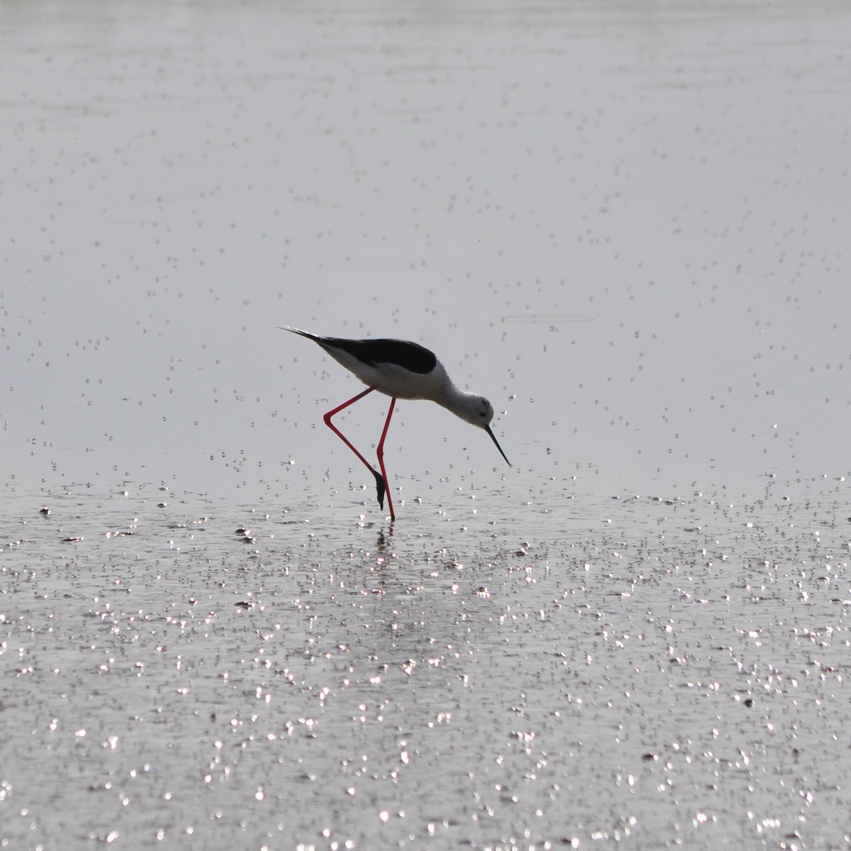 Black-winged Stilt - ML635118584