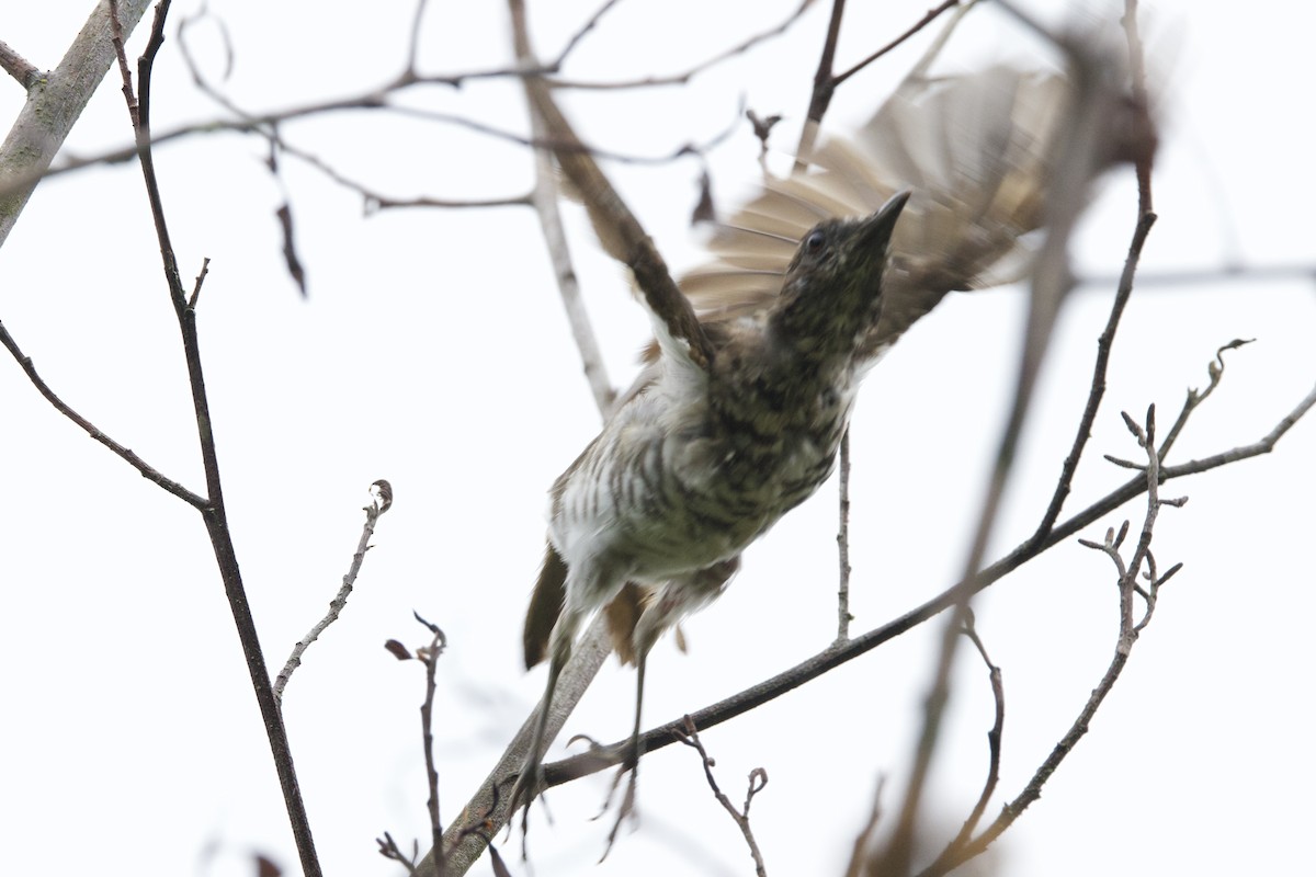 Marañon Thrush - ML635118651