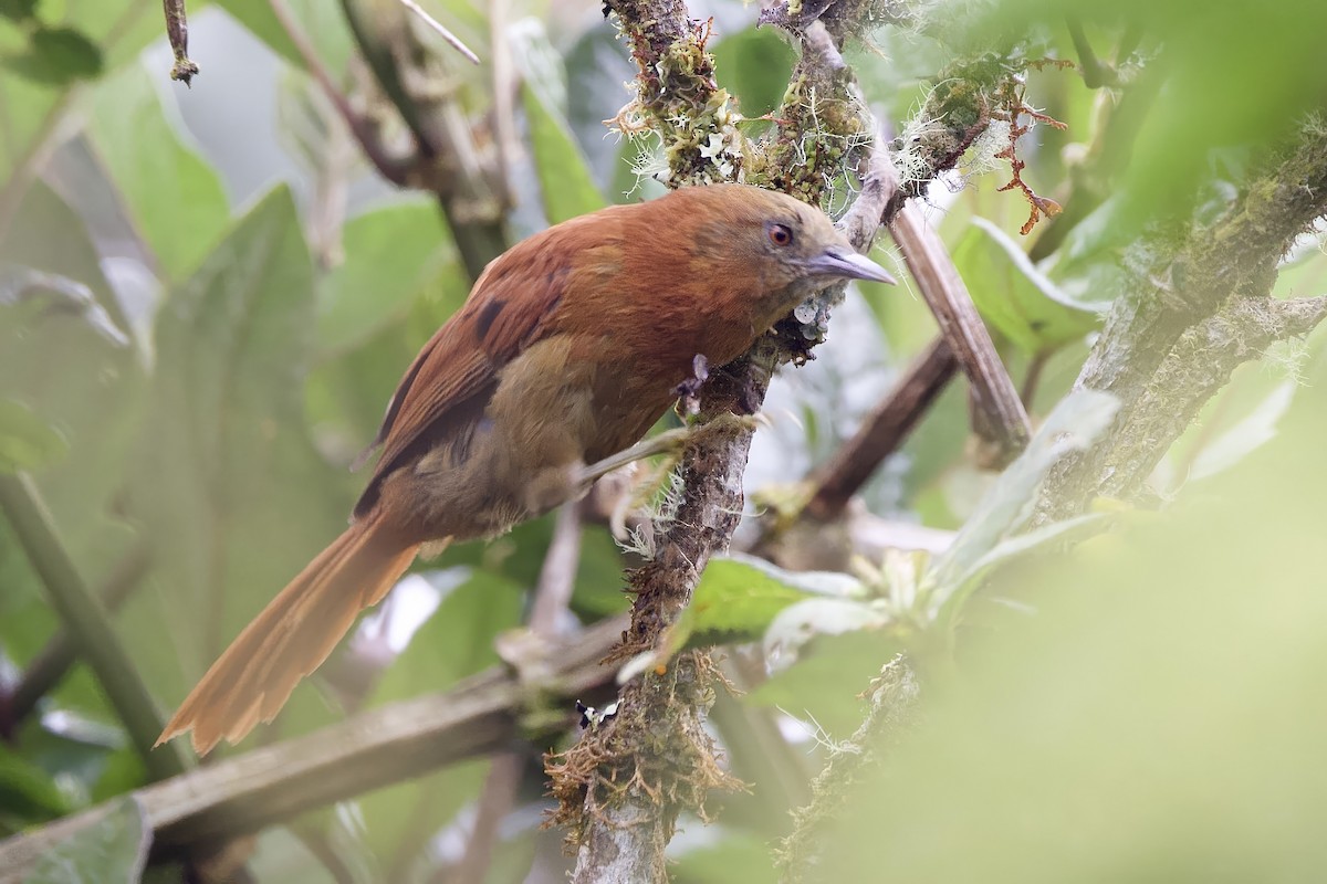 Russet-mantled Softtail - ML635118681