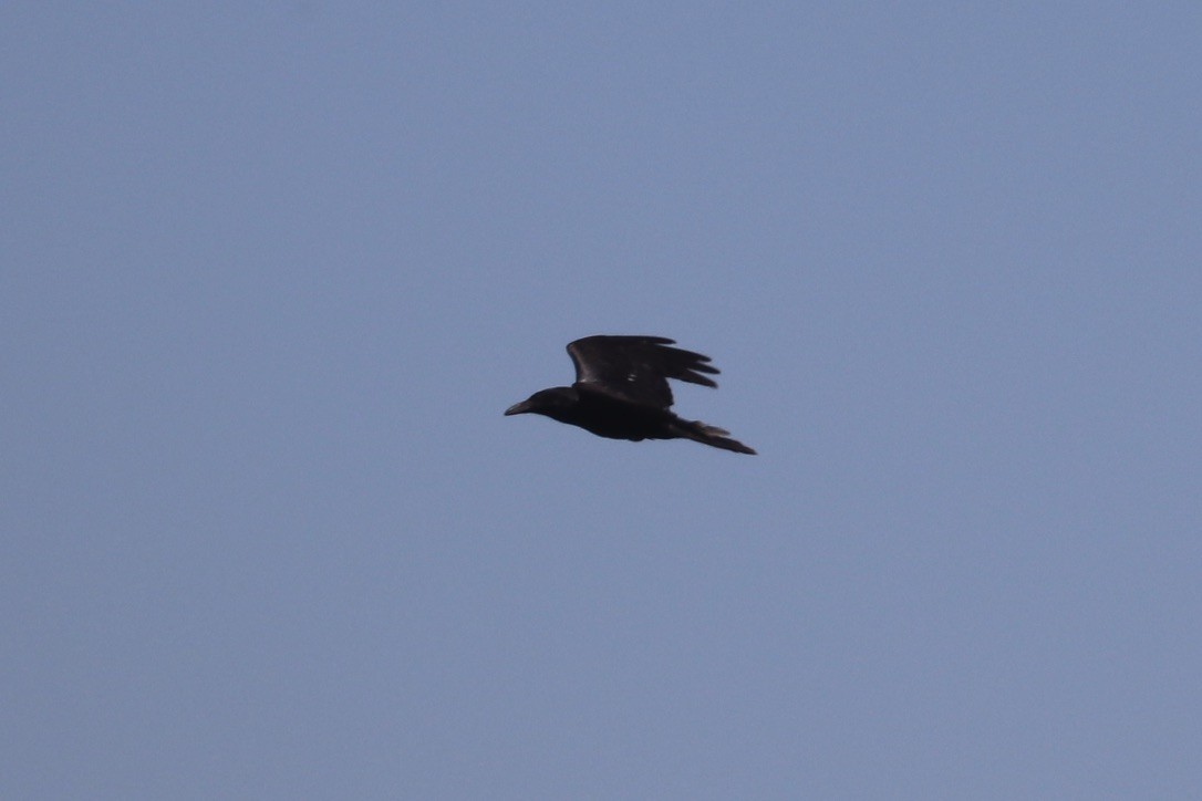 Corbeau à cou blanc - ML635118737