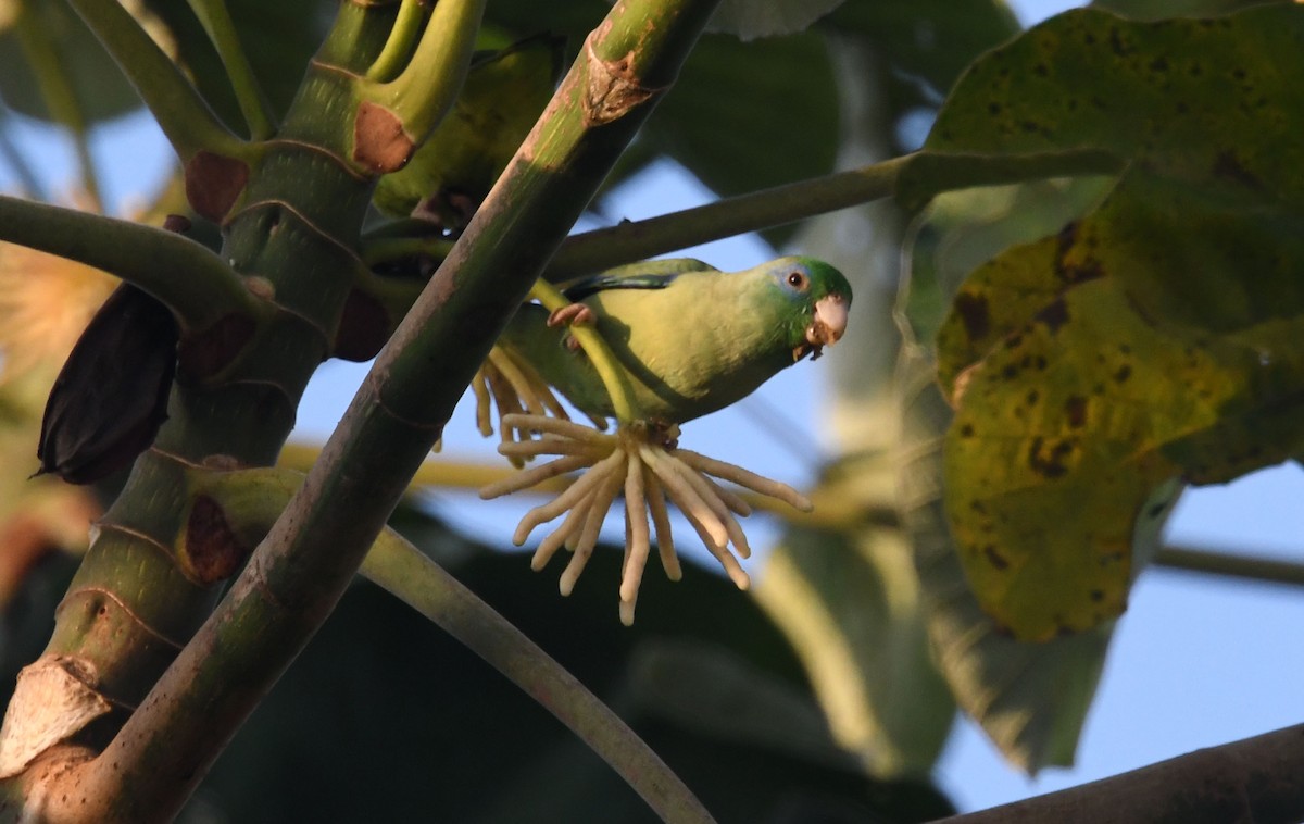 Blue-fronted Parrotlet - ML635118745