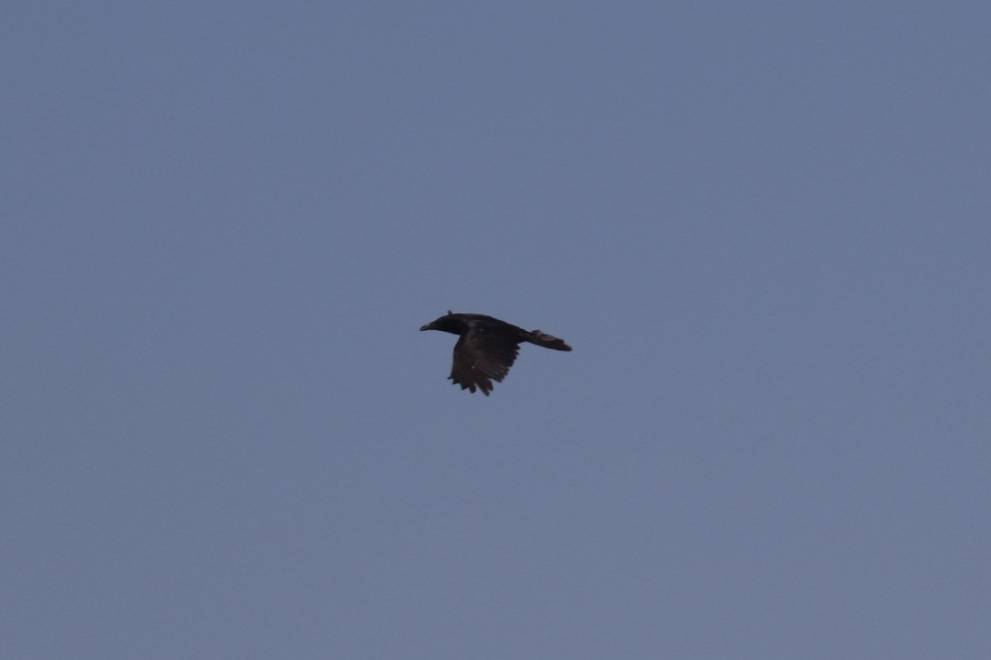Corbeau à cou blanc - ML635118770