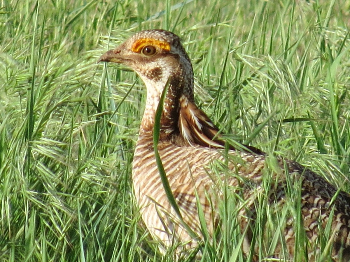 Lesser Prairie-Chicken - ML635118854