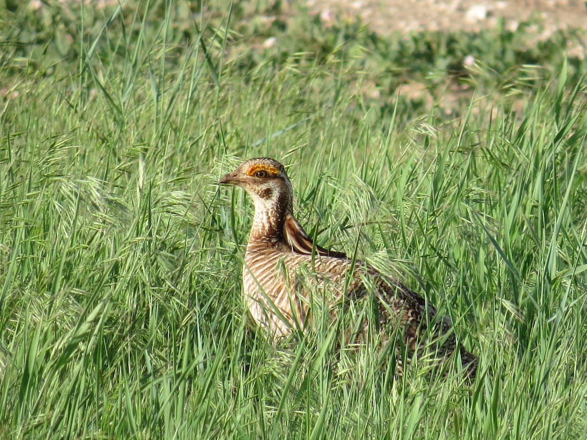 Lesser Prairie-Chicken - ML635118855
