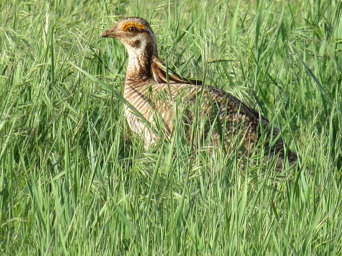 Lesser Prairie-Chicken - ML635118857