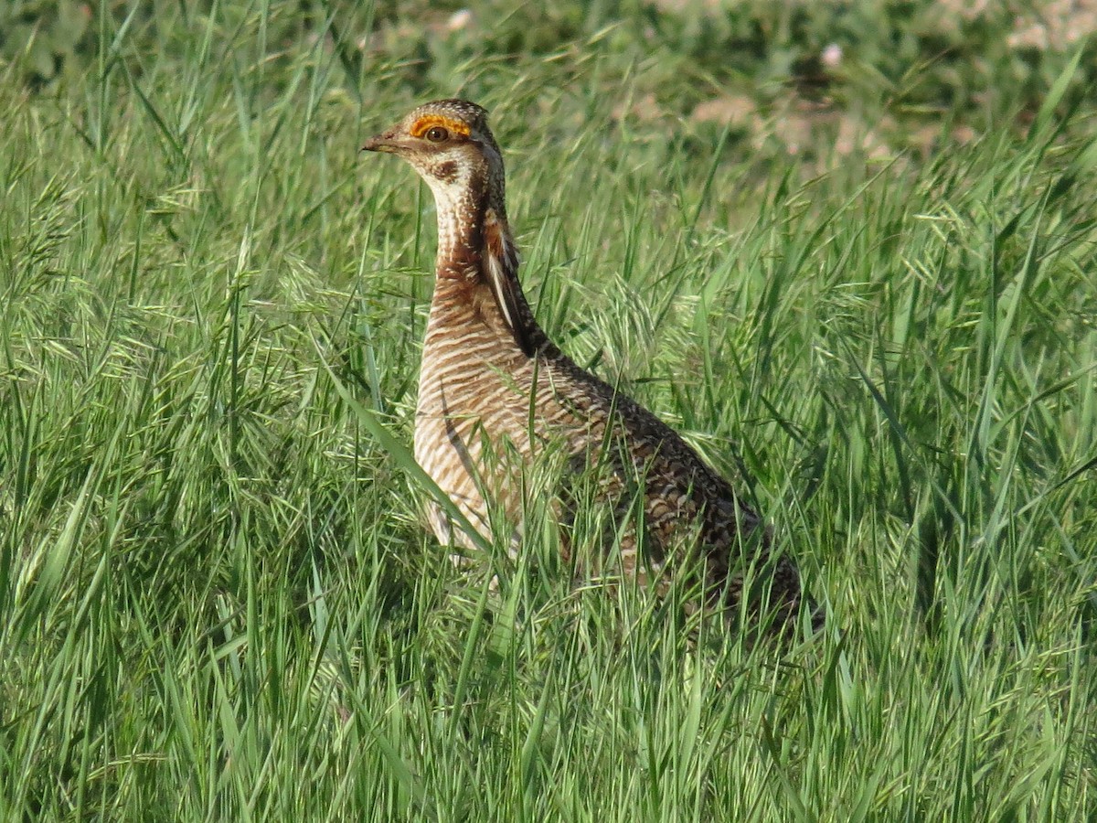 Lesser Prairie-Chicken - ML635118859