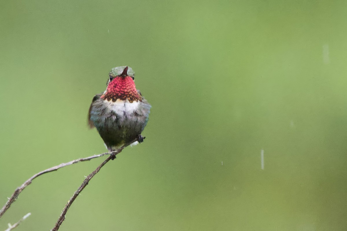 Colibri bourdon - ML635118902
