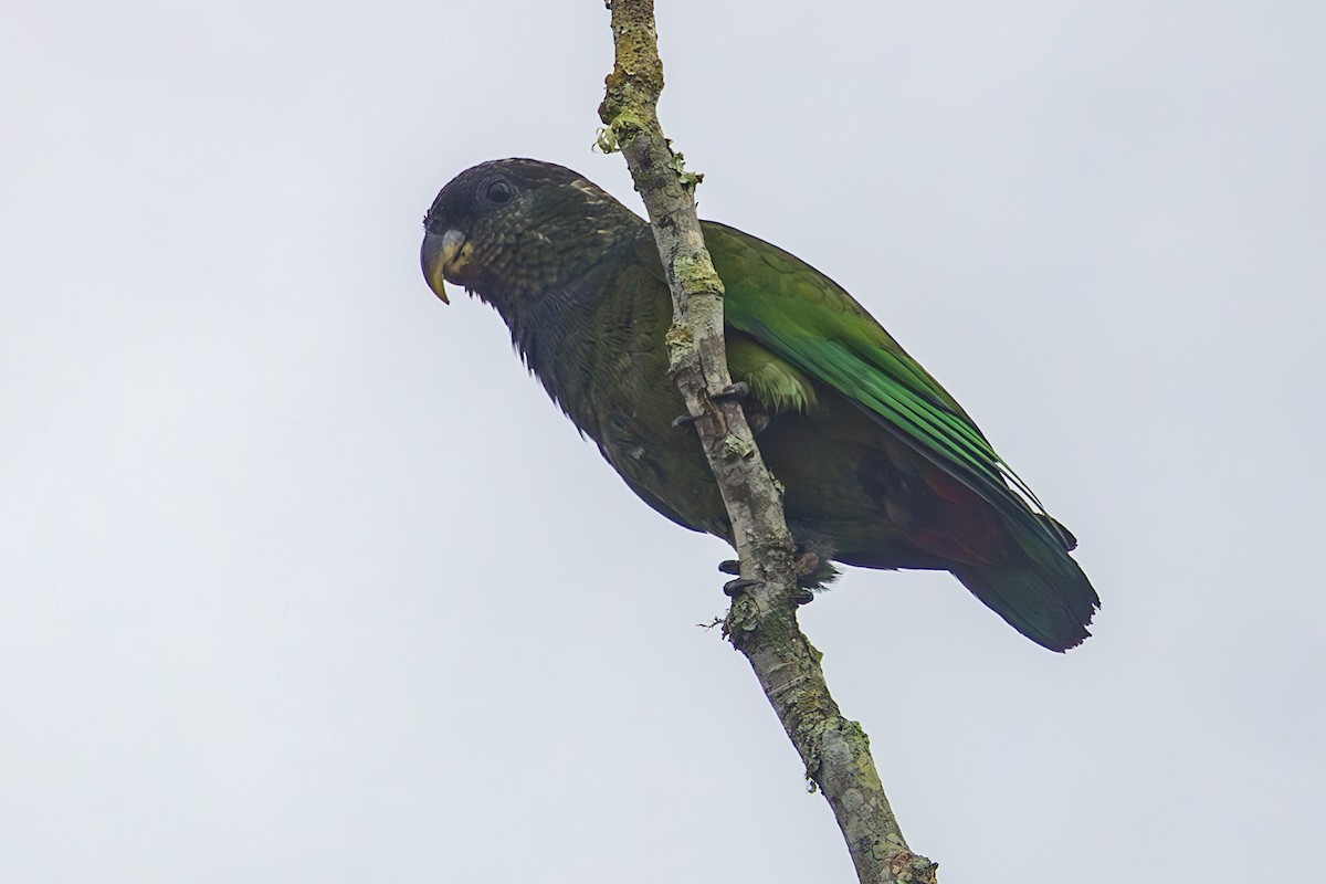 Pione de Maximilien - ML635118908