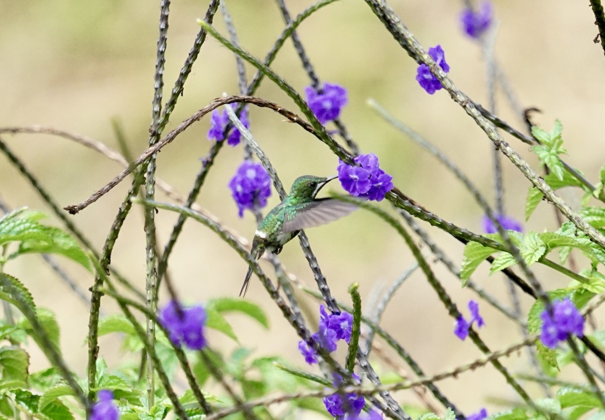 Green Thorntail - ML635118937