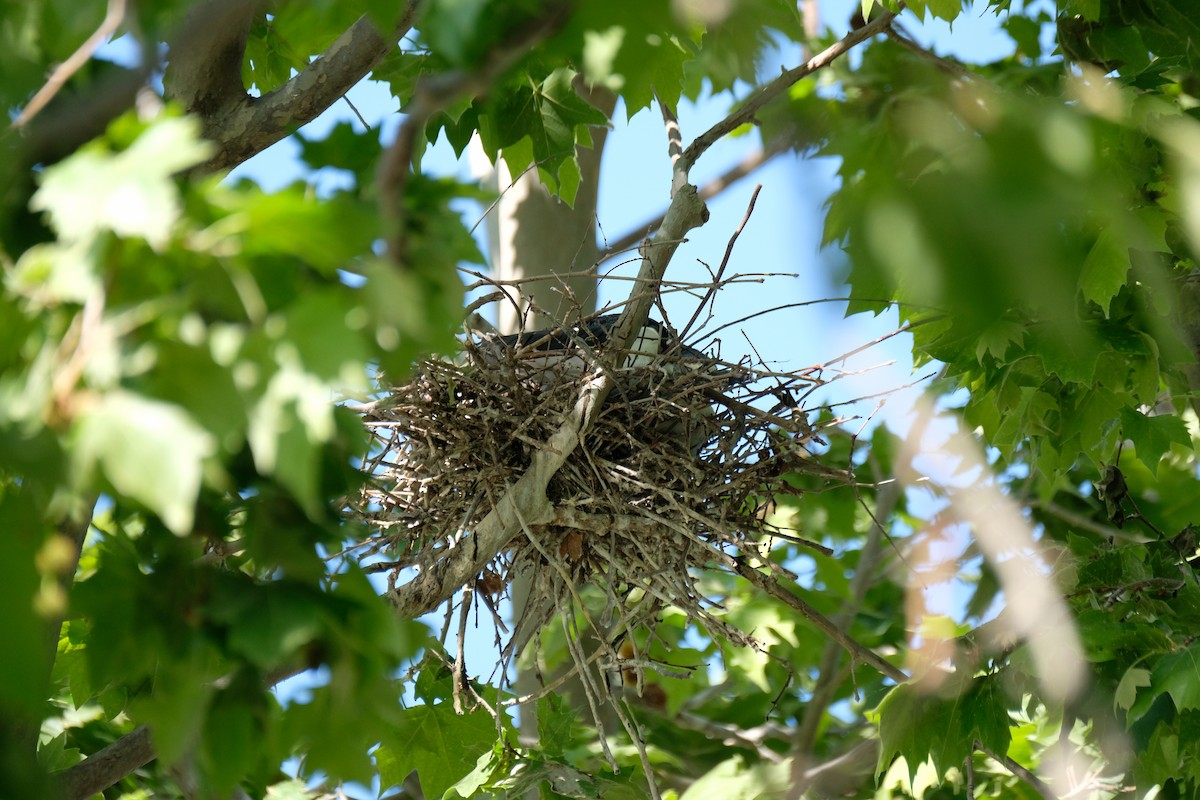 Black-crowned Night Heron - ML635118961