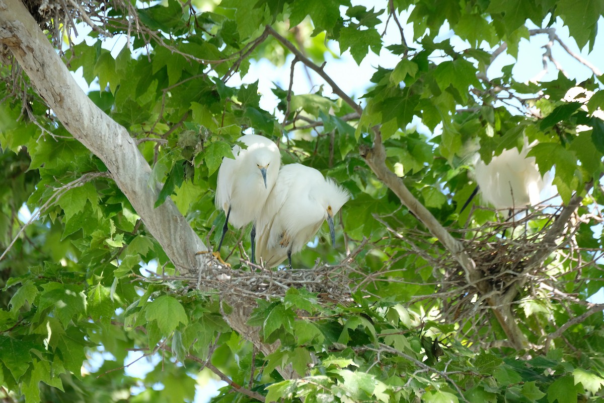 Snowy Egret - ML635118969