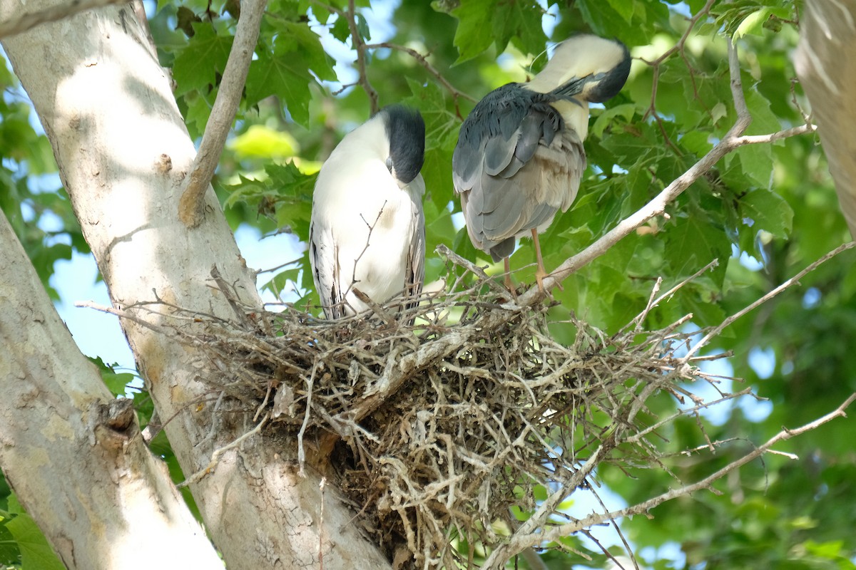 Black-crowned Night Heron - ML635119219