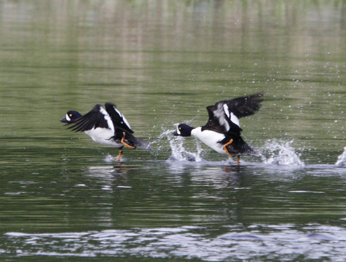 Barrow's Goldeneye - ML635119486