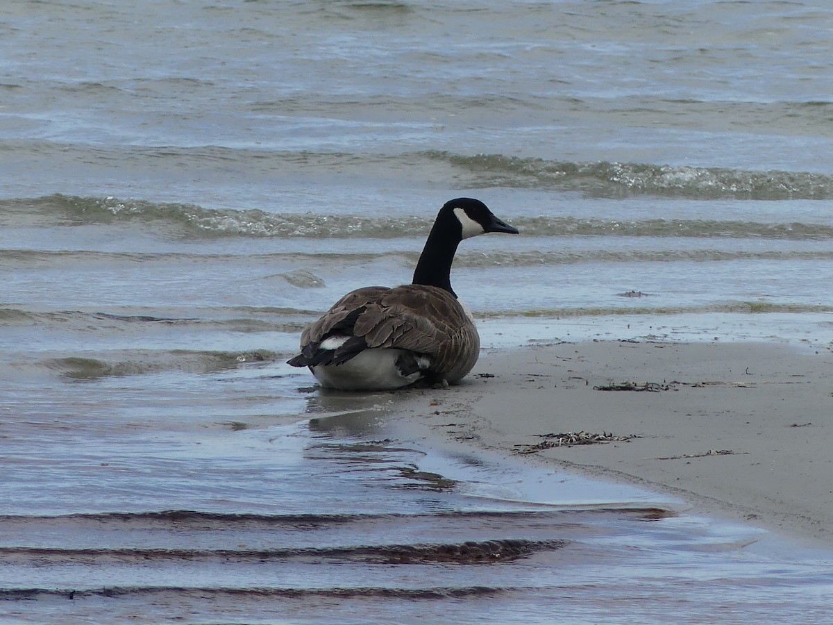 Canada Goose - ML635119872