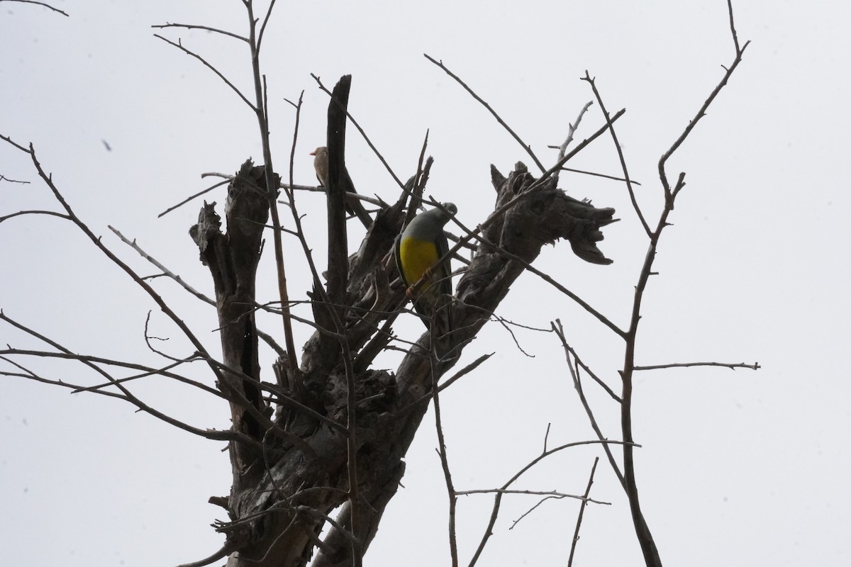 Bruce's Green-Pigeon - ML635119877