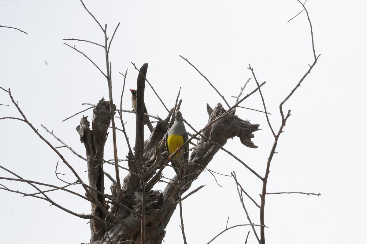 Bruce's Green-Pigeon - ML635119878