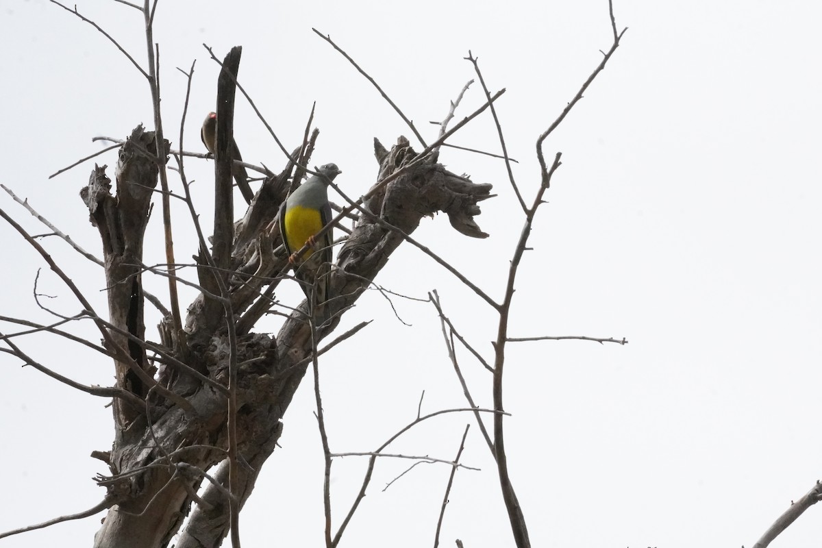 Bruce's Green-Pigeon - ML635119879