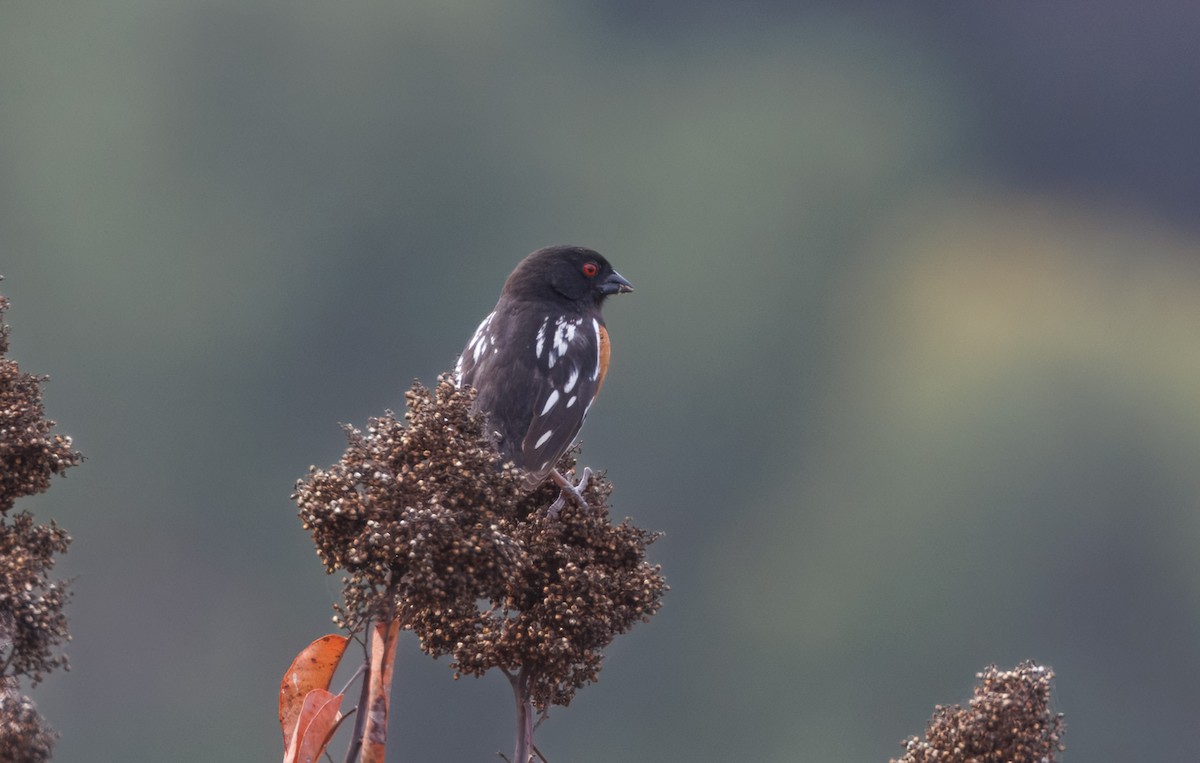 Spotted Towhee - ML635119881