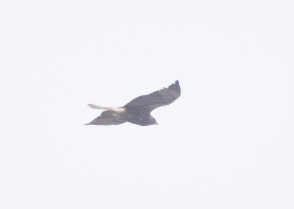 Buteo sp. - ML635119944