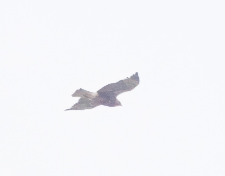 Buteo sp. - ML635119954