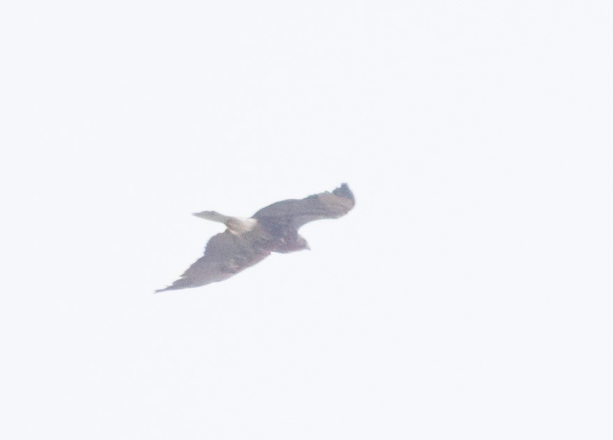 Buteo sp. - ML635119964