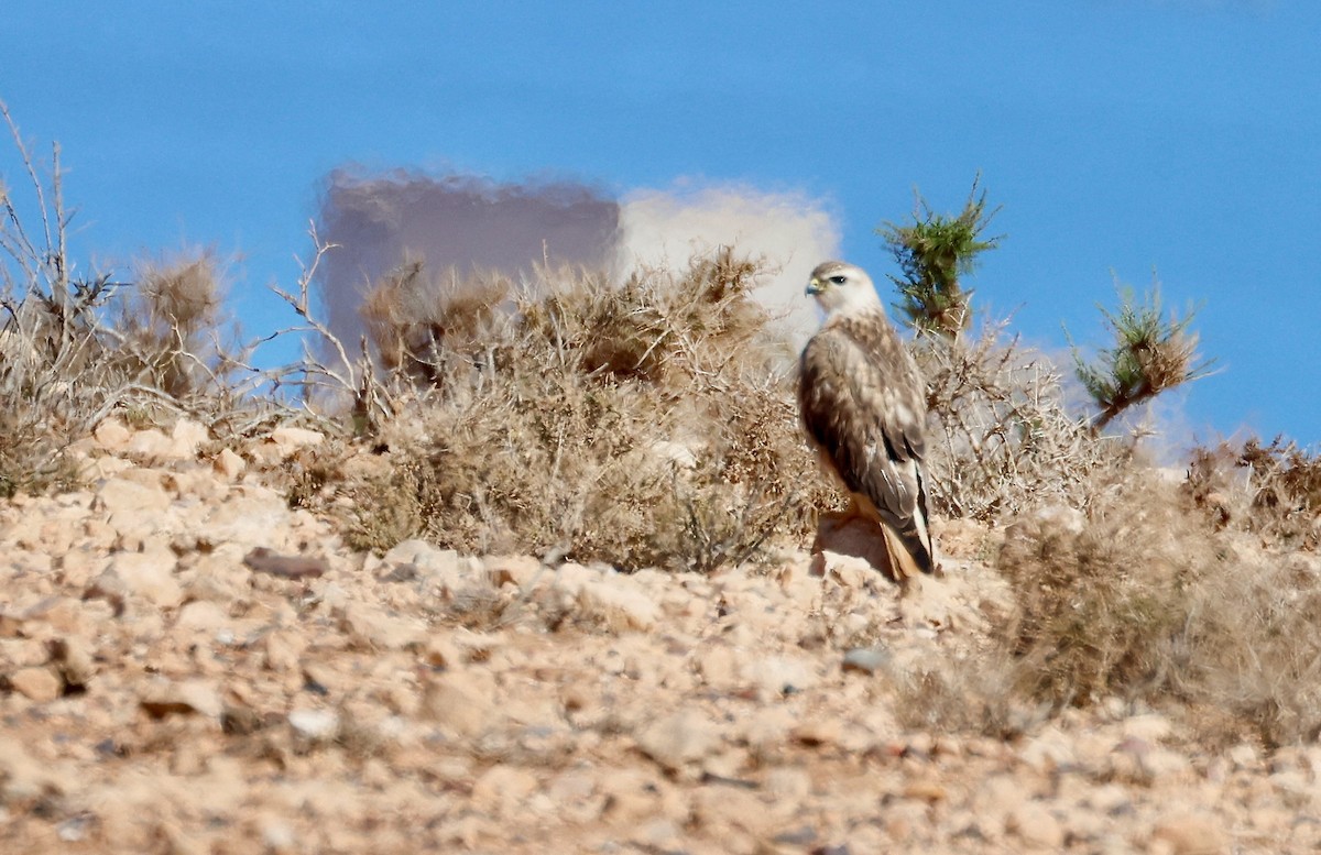 Poiana codabianca - ML635119965