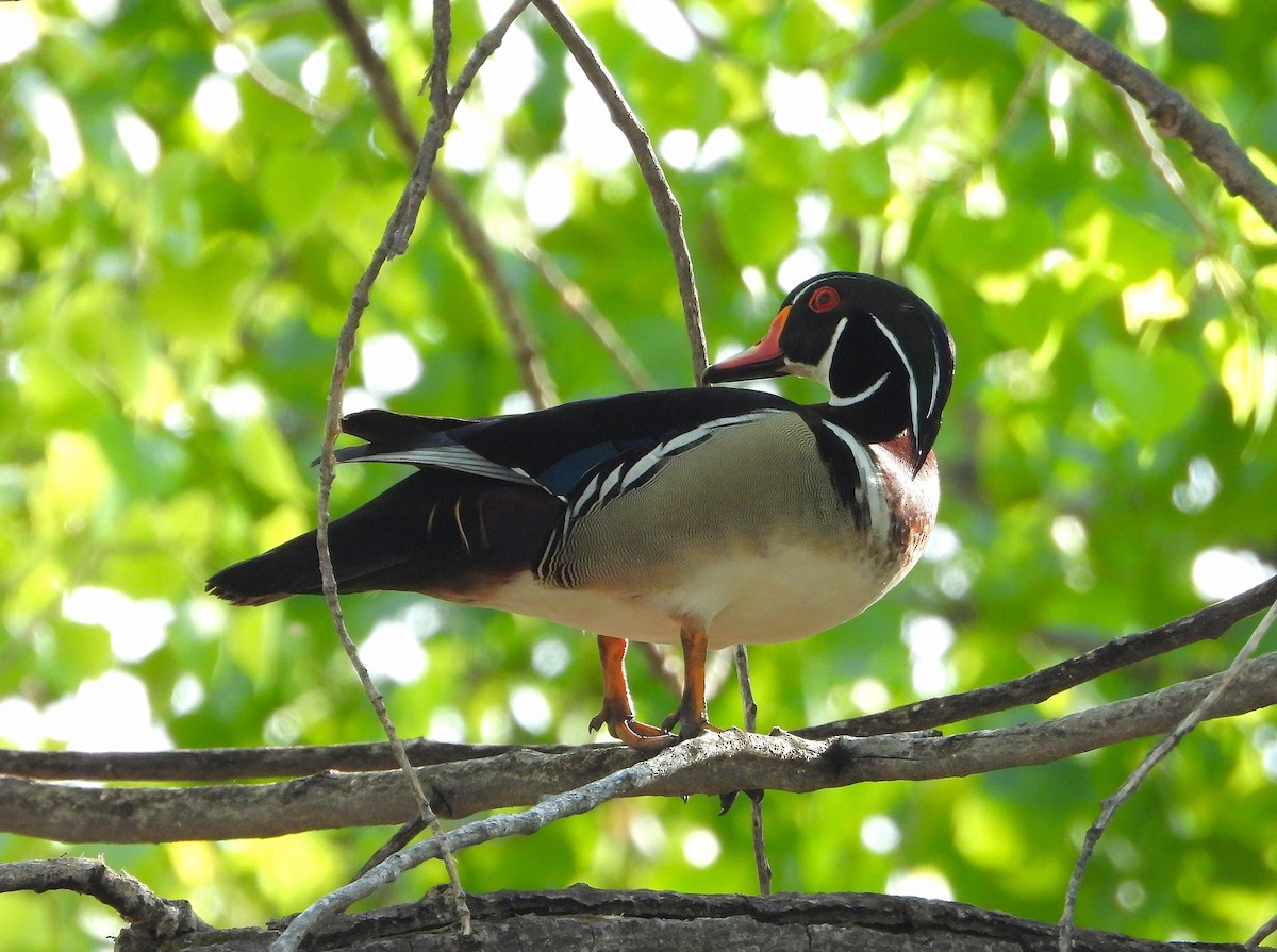Wood Duck - ML635120020