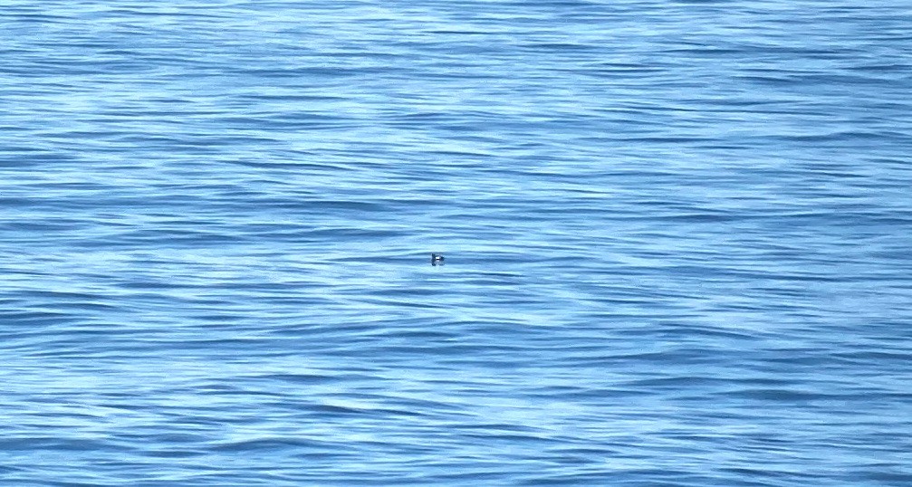 Black Guillemot - ML635120045