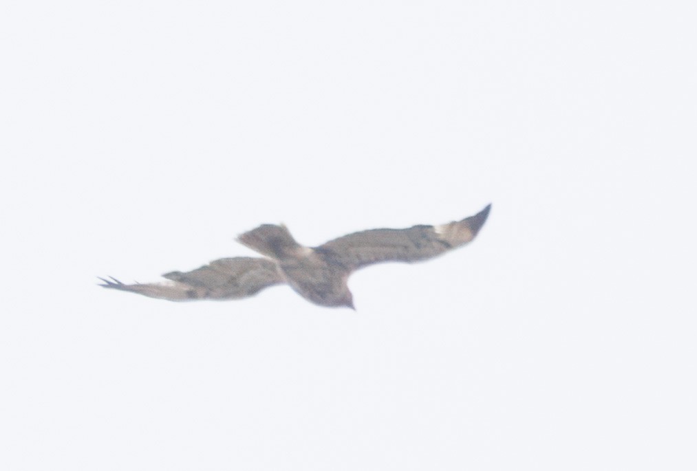 Buteo sp. - ML635120049