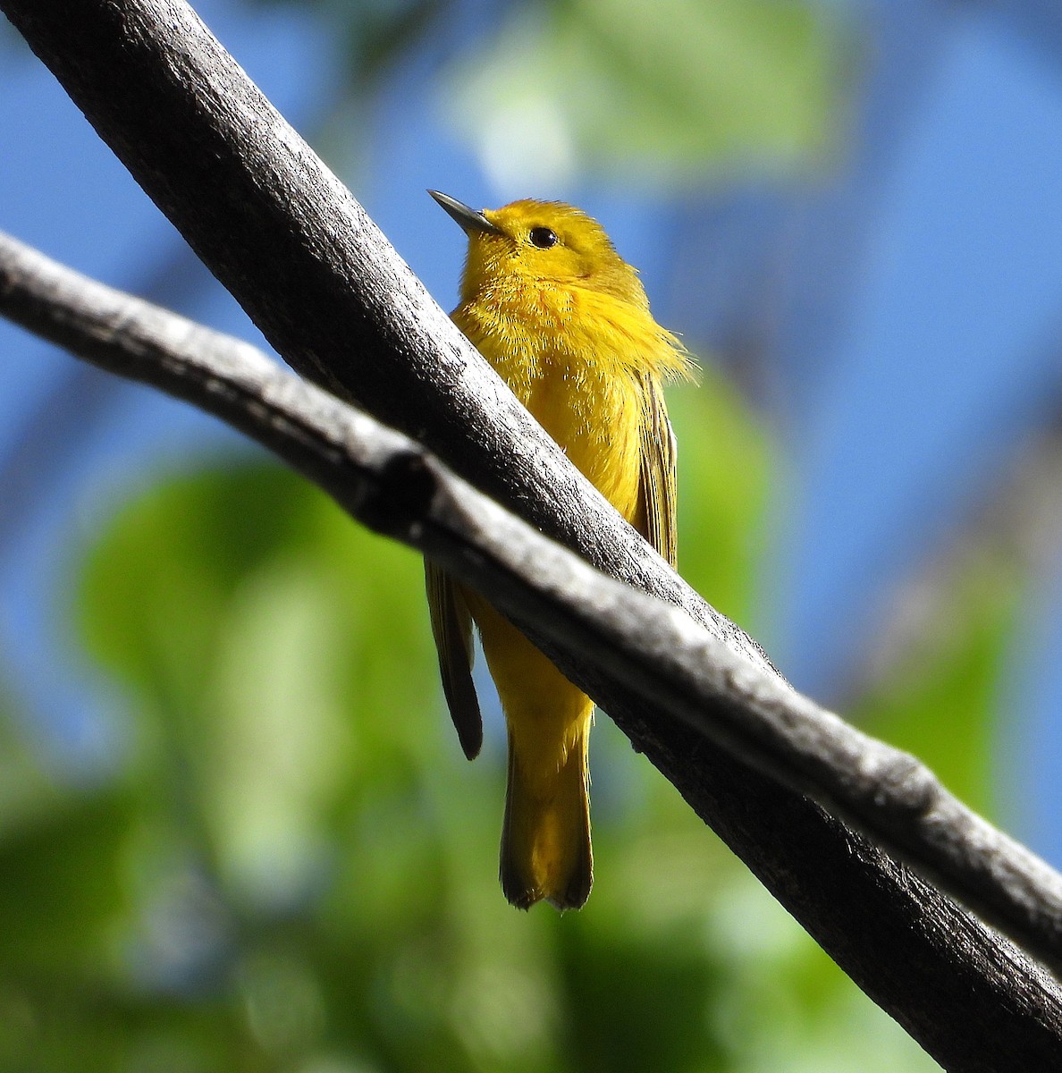 Yellow Warbler (Northern) - ML635120053