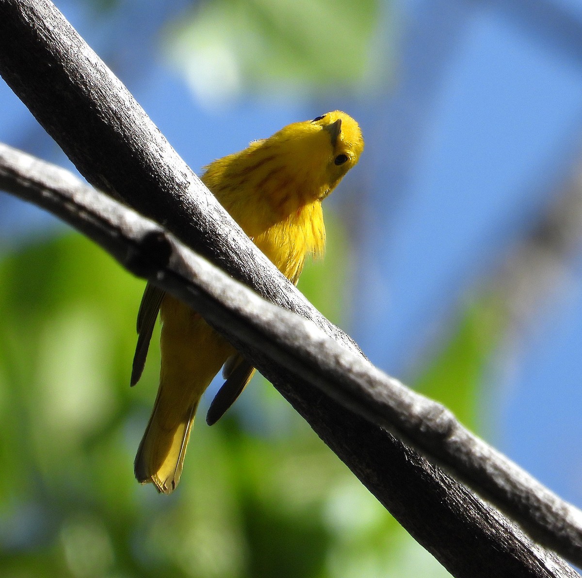 Yellow Warbler (Northern) - ML635120055