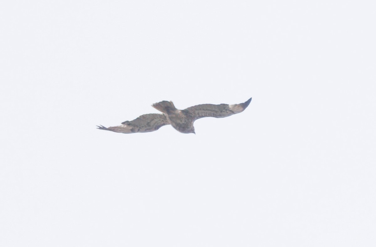 Buteo sp. - ML635120056